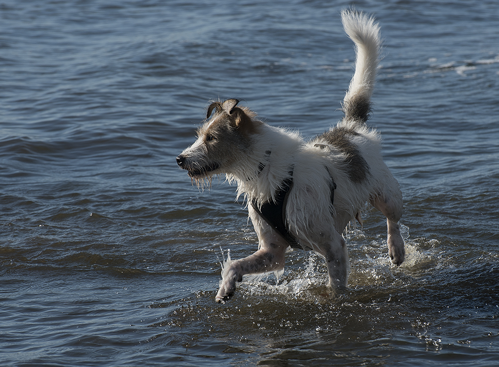 Schleswig Holstein Ostsee 09_2015 KA7_5333 als Smartobjekt-1 Kopie.jpg - Felix am Hundestrand , das Leinenverbot war vorläufig wieder aufgehoben